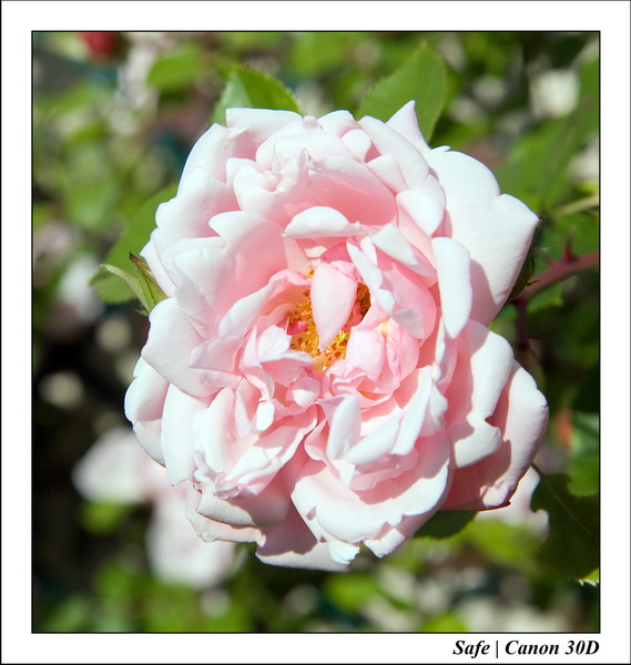 2006 - 05 - Jardin -10